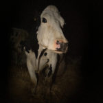 第34回東京国際映画祭ユース     TIFFティーンズにて公開される牛目線の牛映画『牛』