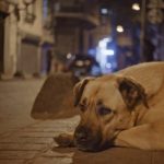 この映画語らせて！ズバッと評論！！(先取り版)『ストレイ 犬が見た世界』犬の目線から見える世界はどんなものなのか?犬体験型映画inトルコ!!